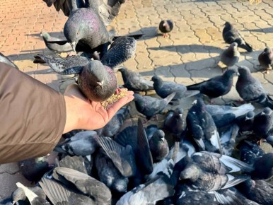 �� ����������� ��� ��� ������������ �� ���������� ����: