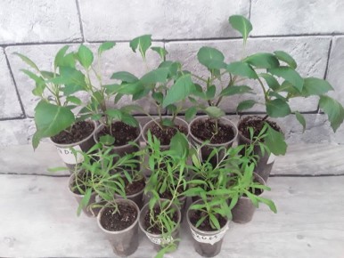 Как бордюрные георгины меняют ландшафт: модный акцент для вашего сада