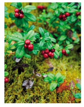 �������� ��������: ��� ������� ����� ��������� ����� ���� � ����������� ����