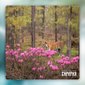 �����������-�������� ���������: ��� �������, ��� ��������, ���� ������