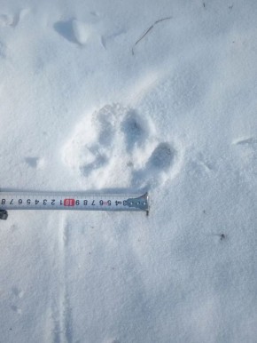 Следы молодого тигра зафиксированы возле села Раздольное в ЕАО