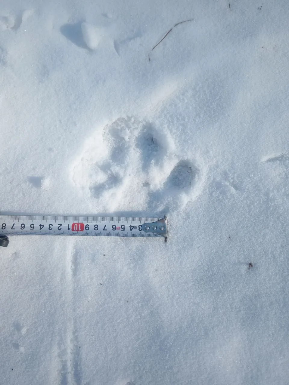 Следы молодого тигра зафиксированы возле села Раздольное в ЕАО