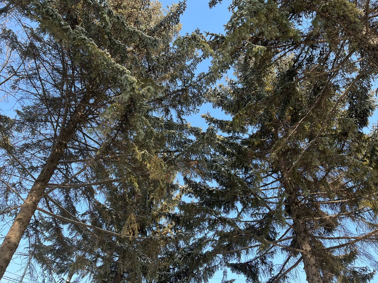 Девам звёзды рекомендуют проявить заботу о близких, Весам звёзды обещают удачный день