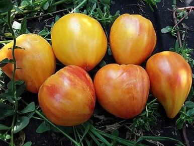 ����������� ������ ������ ������: ��� ������ ���������� �������� � 2026 ����?