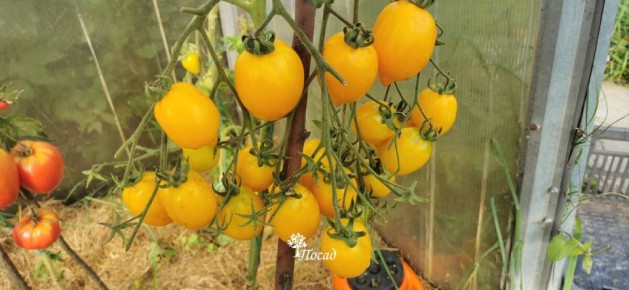 ������ ��������: ������� ������ � ����������� ������� ���������