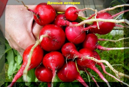 ������� ������� ������: ����� ������� ����� ������ ��� ������ �������