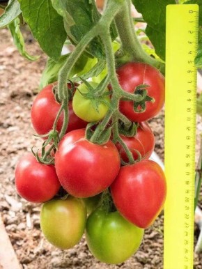 ����� ����� ������: ��������� � ������������� ����� ��� ������ �������