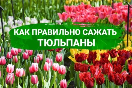 Как правильно сажать тюльпаны?
