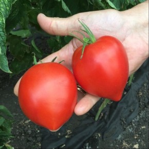 ����� �����: ��� ���������� ��������������� ������