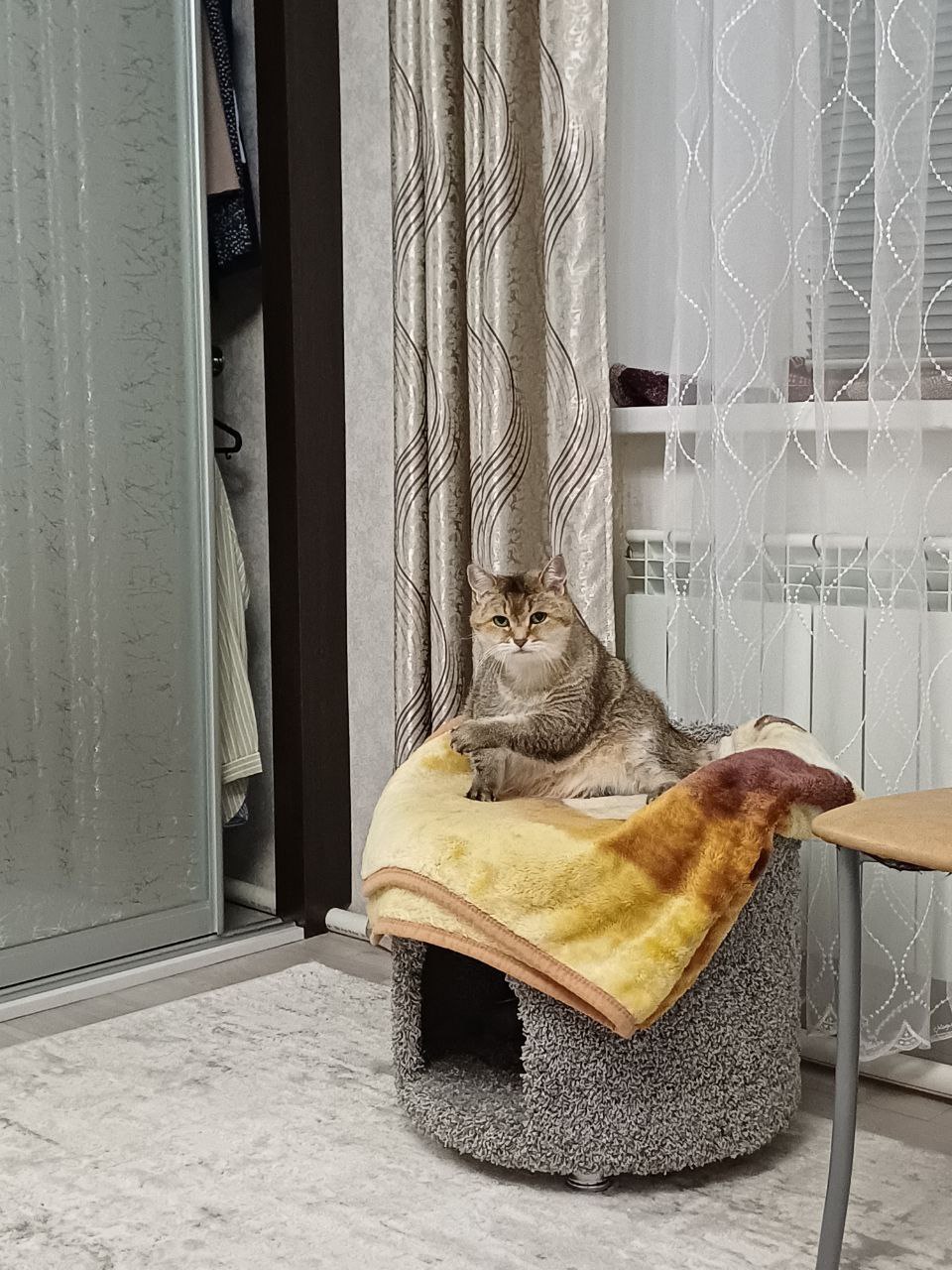 Терапия с усатыми-полосатыми Терапия с усатыми-полосатыми