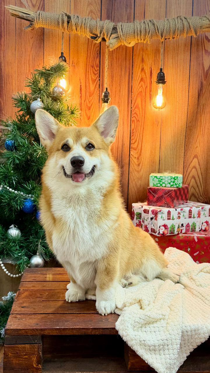 Терапия с усатыми-полосатыми Терапия с усатыми-полосатыми