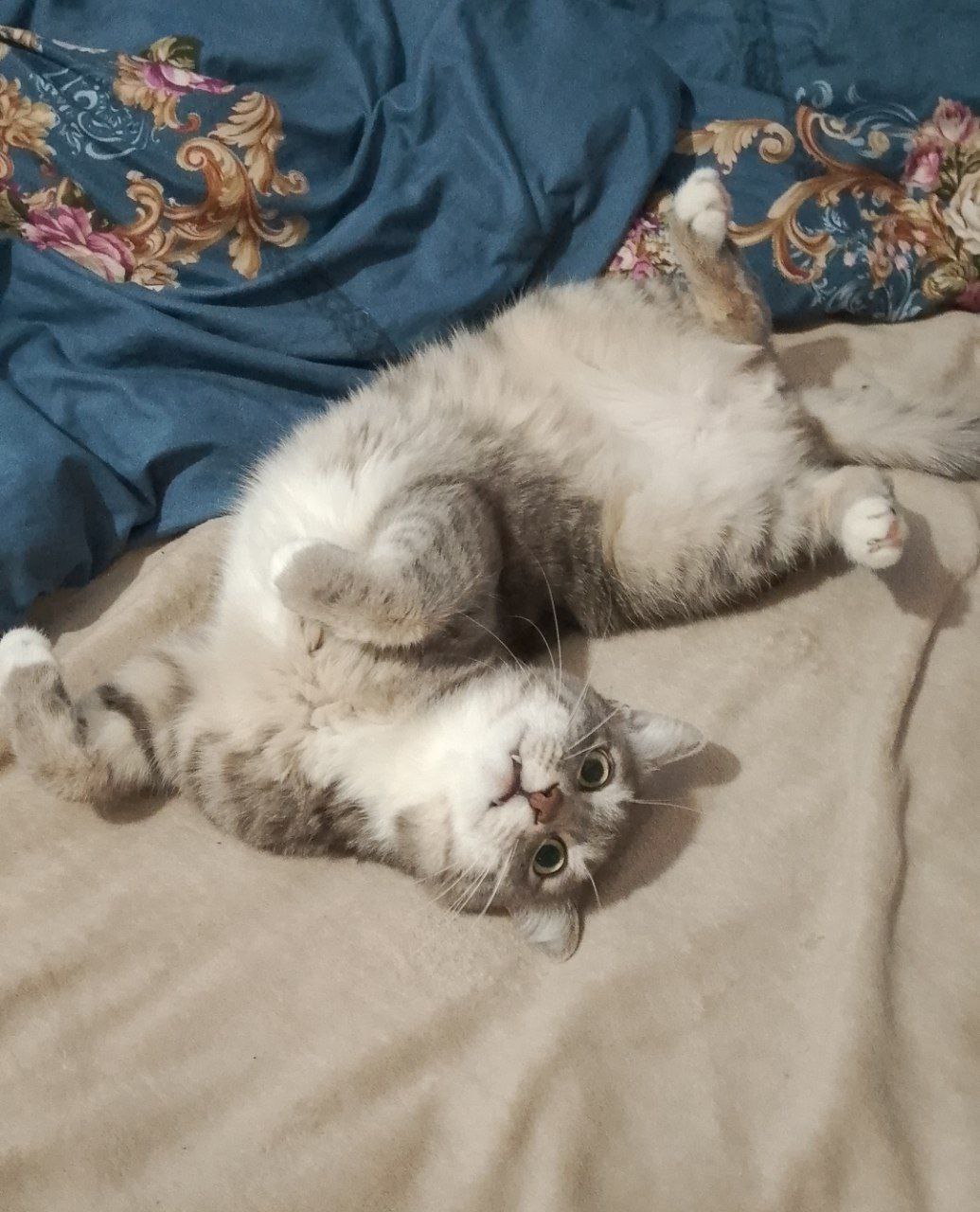 Терапия с усатыми-полосатыми Терапия с усатыми-полосатыми