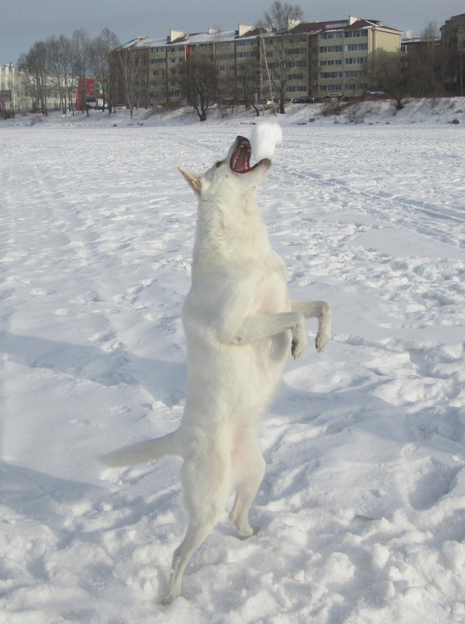 Терапия с усатыми-полосатыми Терапия с усатыми-полосатыми