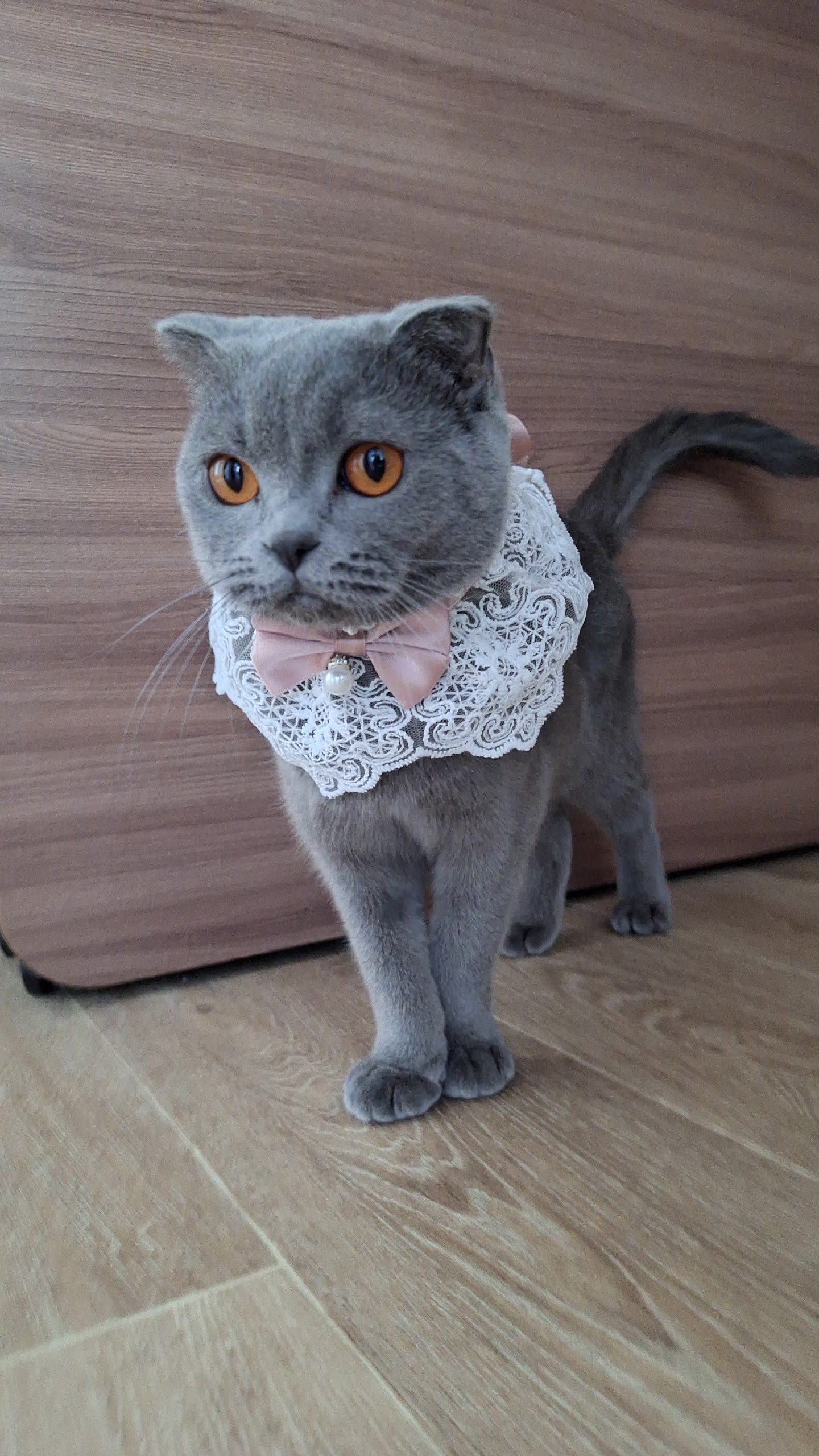 Терапия с усатыми-полосатыми Терапия с усатыми-полосатыми