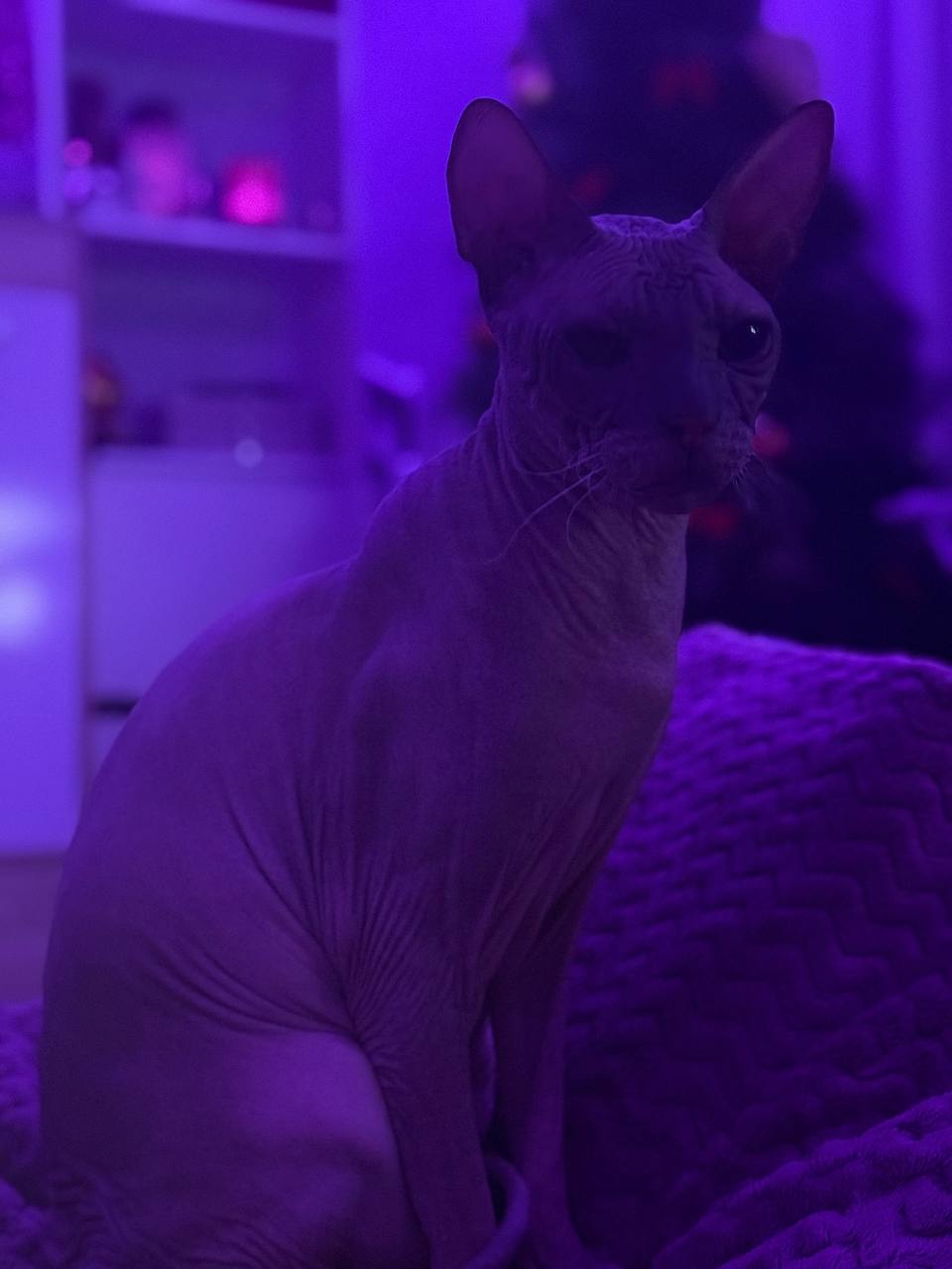 Терапия с усатыми-полосатыми Терапия с усатыми-полосатыми