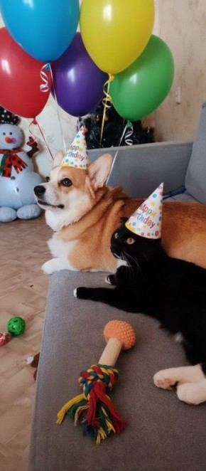 Терапия с усатыми-полосатыми