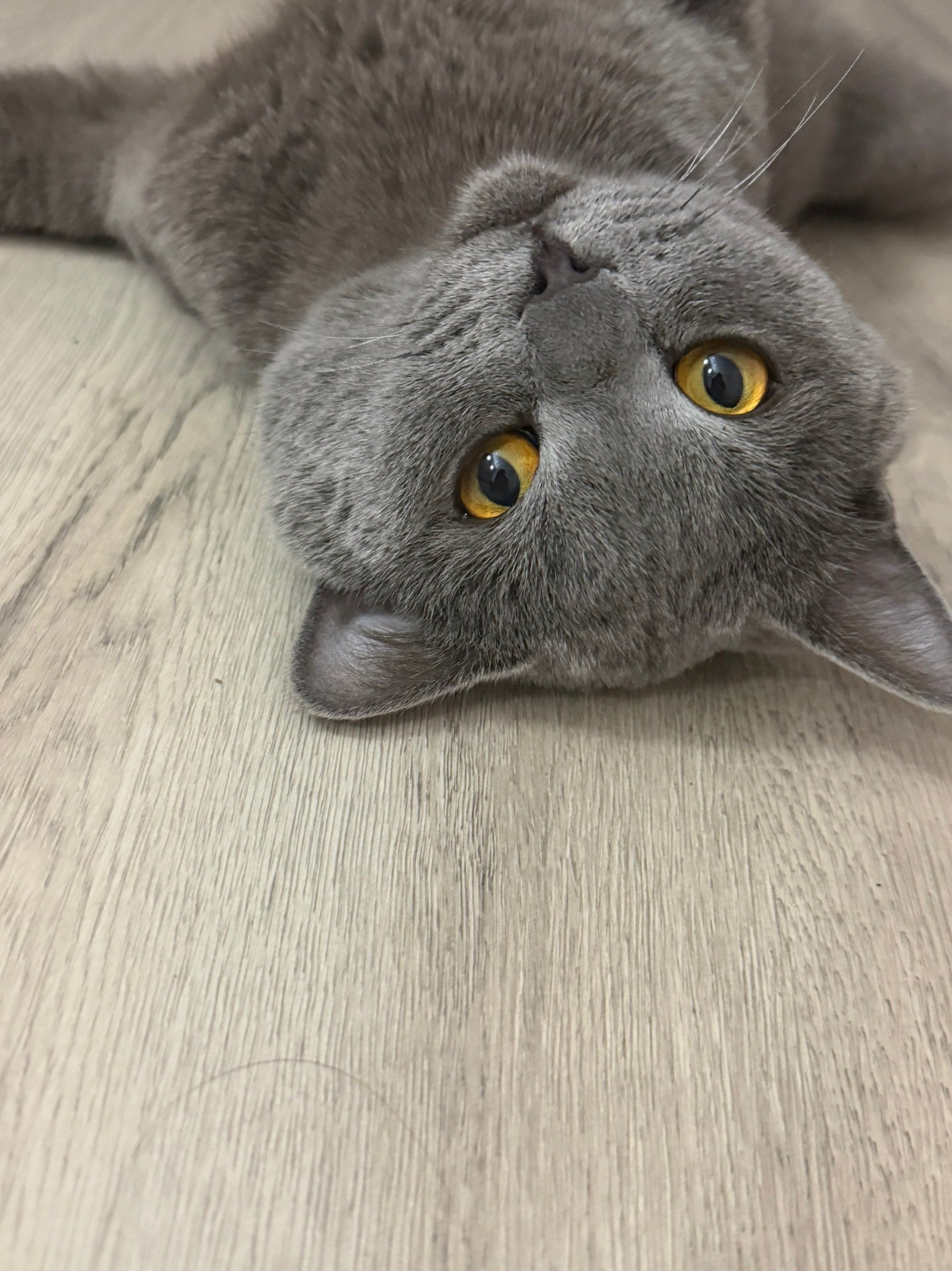 Терапия с усатыми-полосатыми Терапия с усатыми-полосатыми