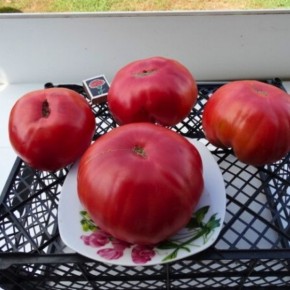 ����� ��������� �������: �������� ������� ����� ��� ������ �����