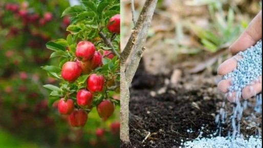 Как june подкормка плодовых деревьев превращает ухоженный сад в источник богатого урожая