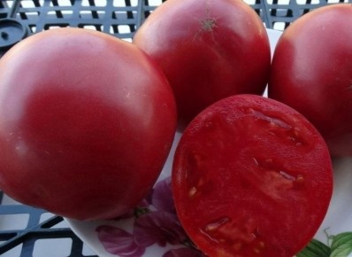 Томат Ики: спокойное объяснение сорта и пути к щедрому урожаю