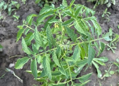 ��� �������� ������� �������� ������� ������� ���������