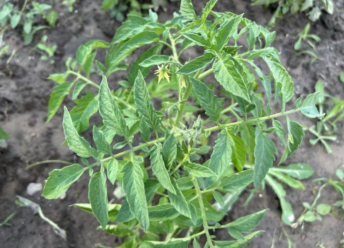 Как аптечный кальций помогает томатам быстрее созревать