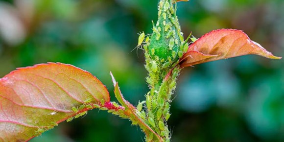 Как победить тлю на розах и хризантемах в августе: проверенные способы