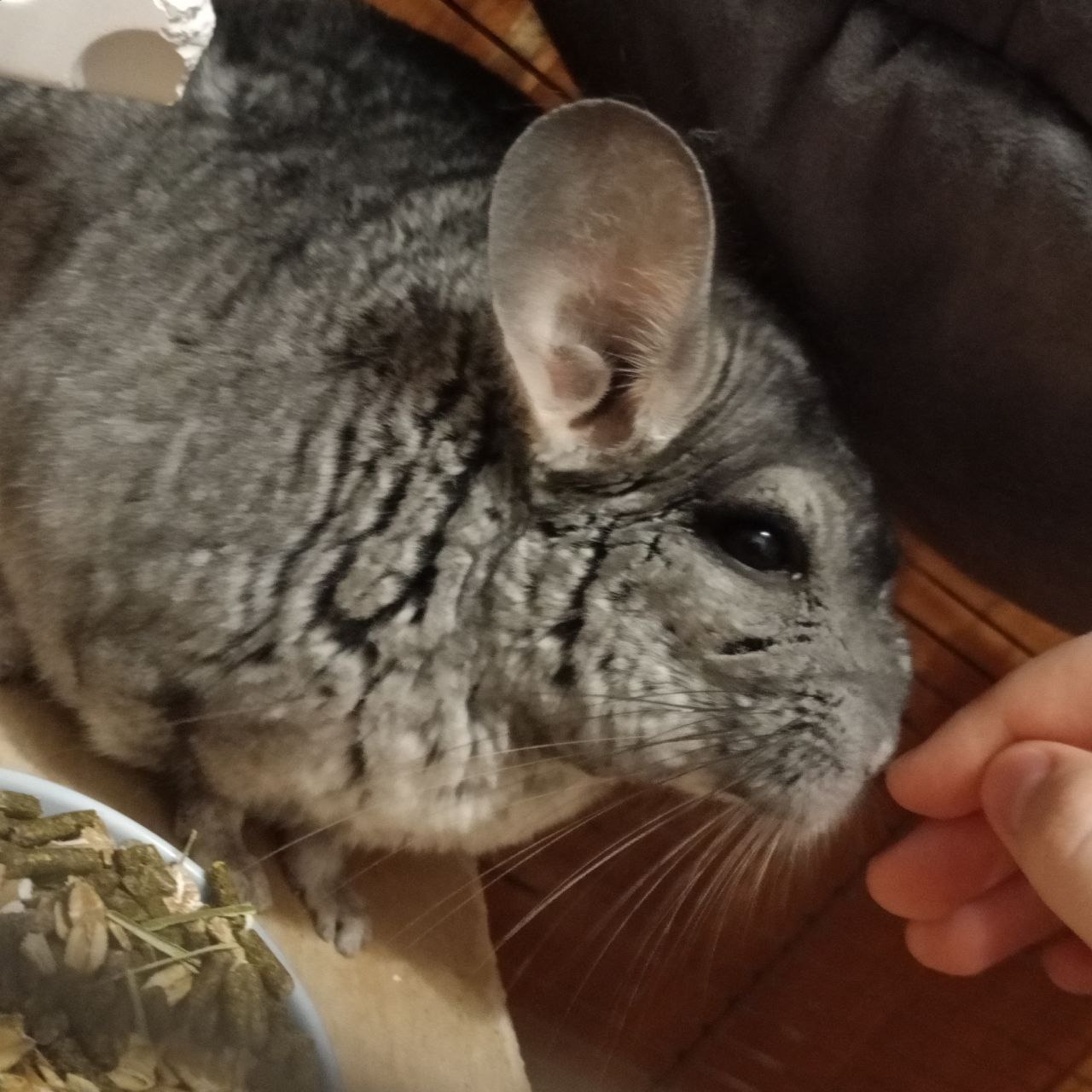 Терапия с усатыми-полосатыми Терапия с усатыми-полосатыми