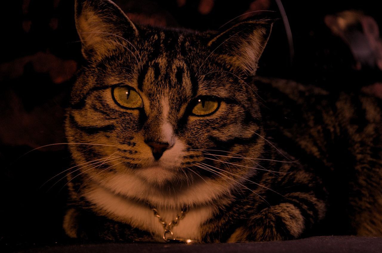 Терапия с усатыми-полосатыми Терапия с усатыми-полосатыми