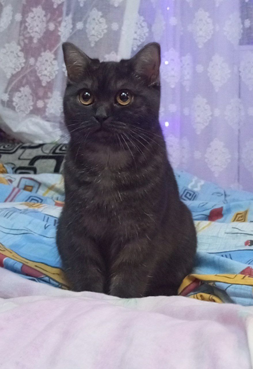 Терапия с усатыми-полосатыми Терапия с усатыми-полосатыми