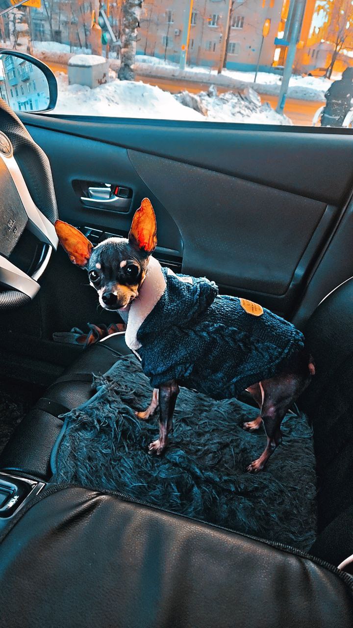 Терапия с усатыми-полосатыми Терапия с усатыми-полосатыми