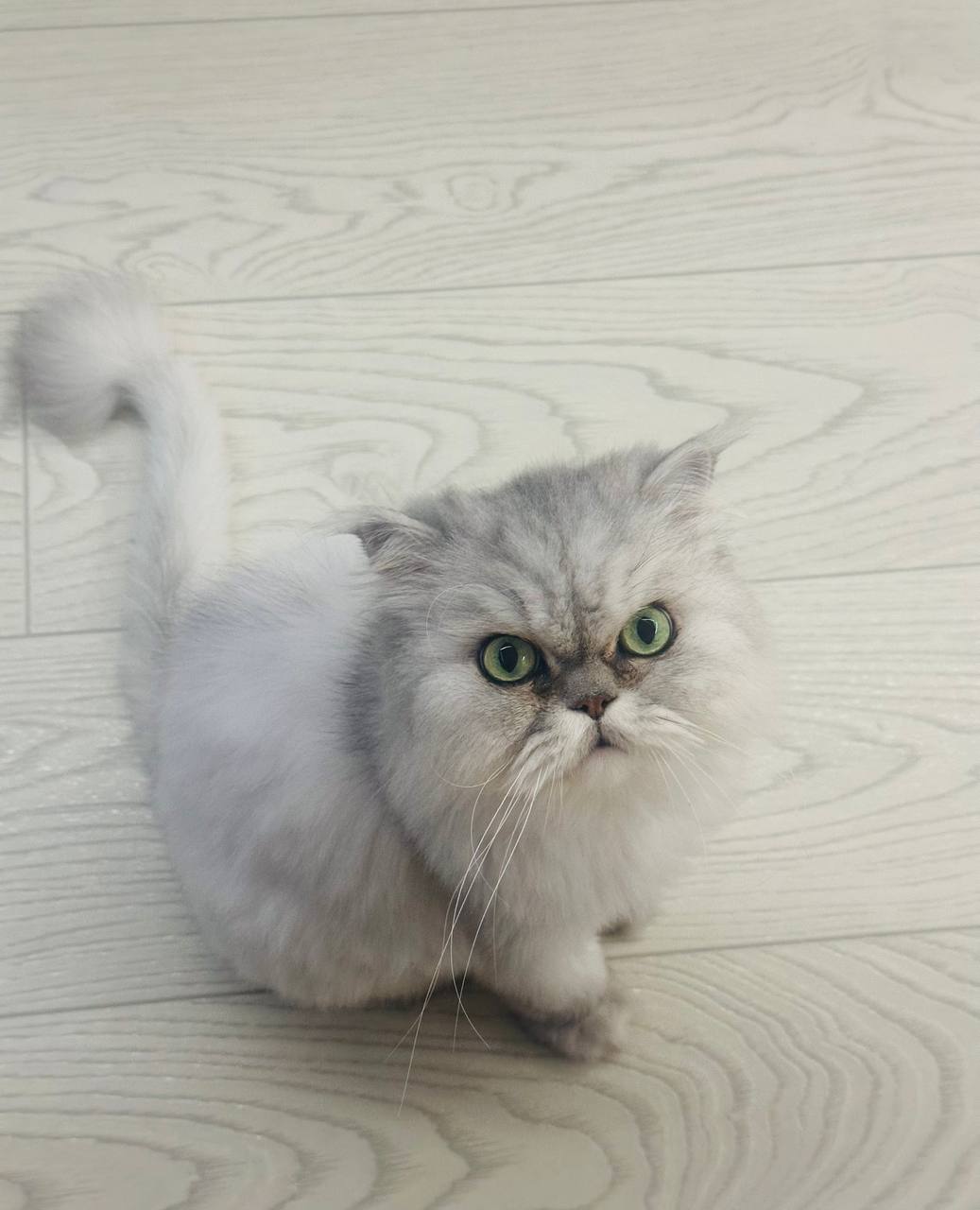 Терапия с усатыми-полосатыми Терапия с усатыми-полосатыми