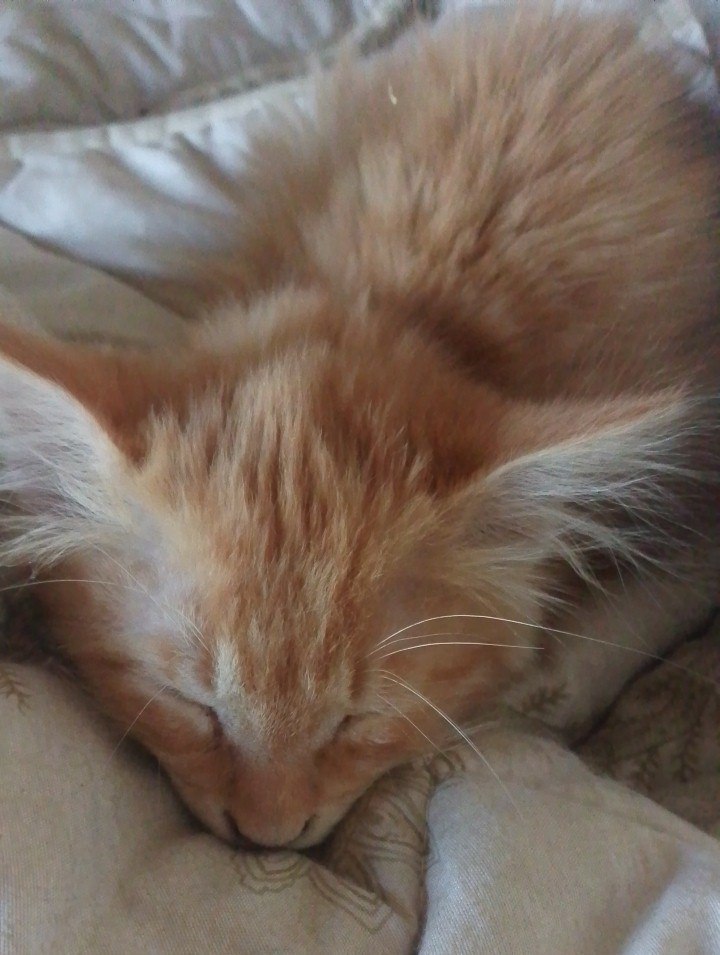 Терапия с усатыми-полосатыми Терапия с усатыми-полосатыми