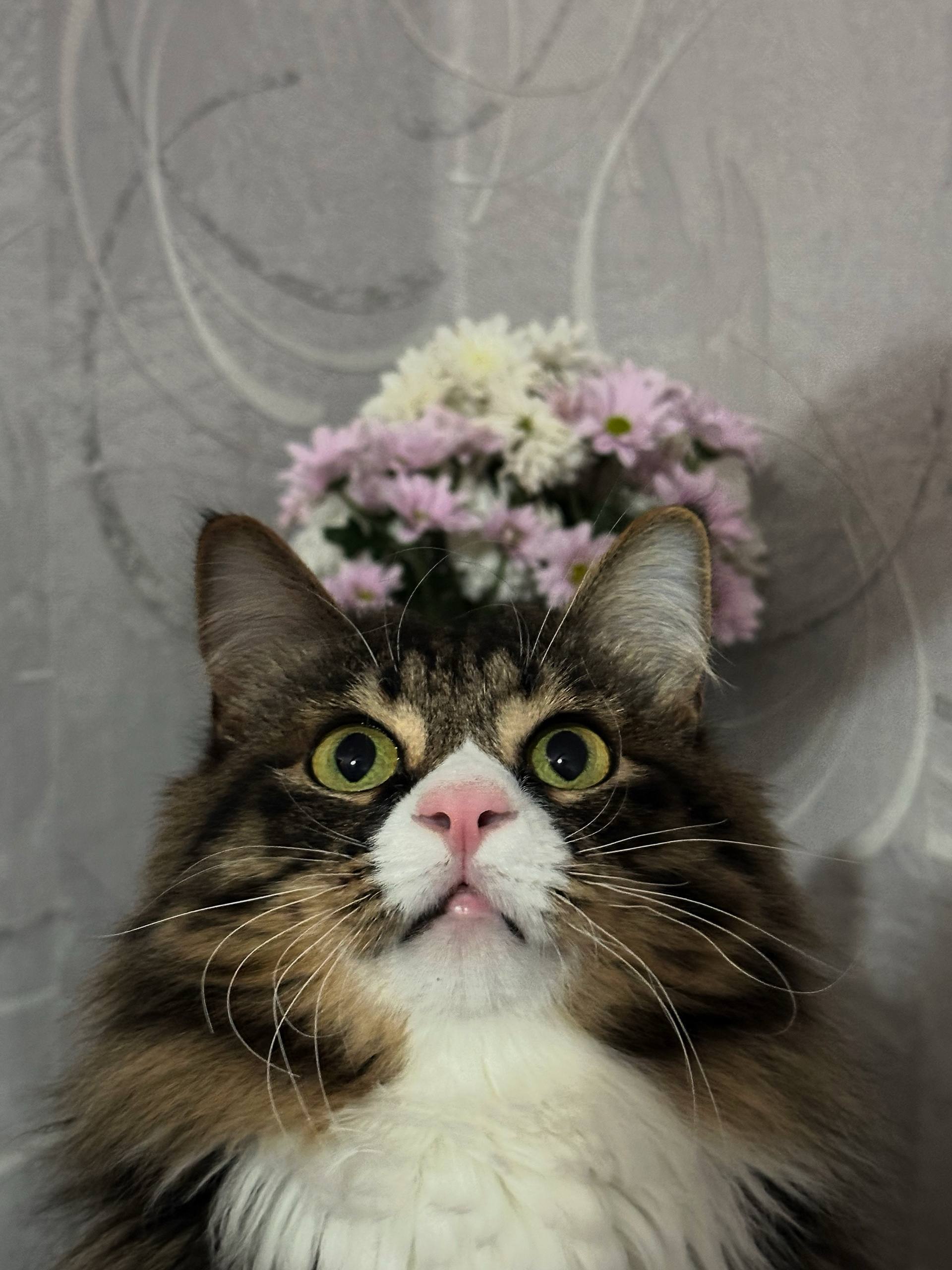 Терапия с усатыми-полосатыми Терапия с усатыми-полосатыми