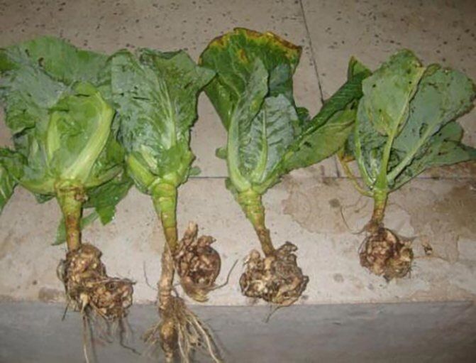 Как спасти цветную капусту от болезней и вредителей: советы для огородников