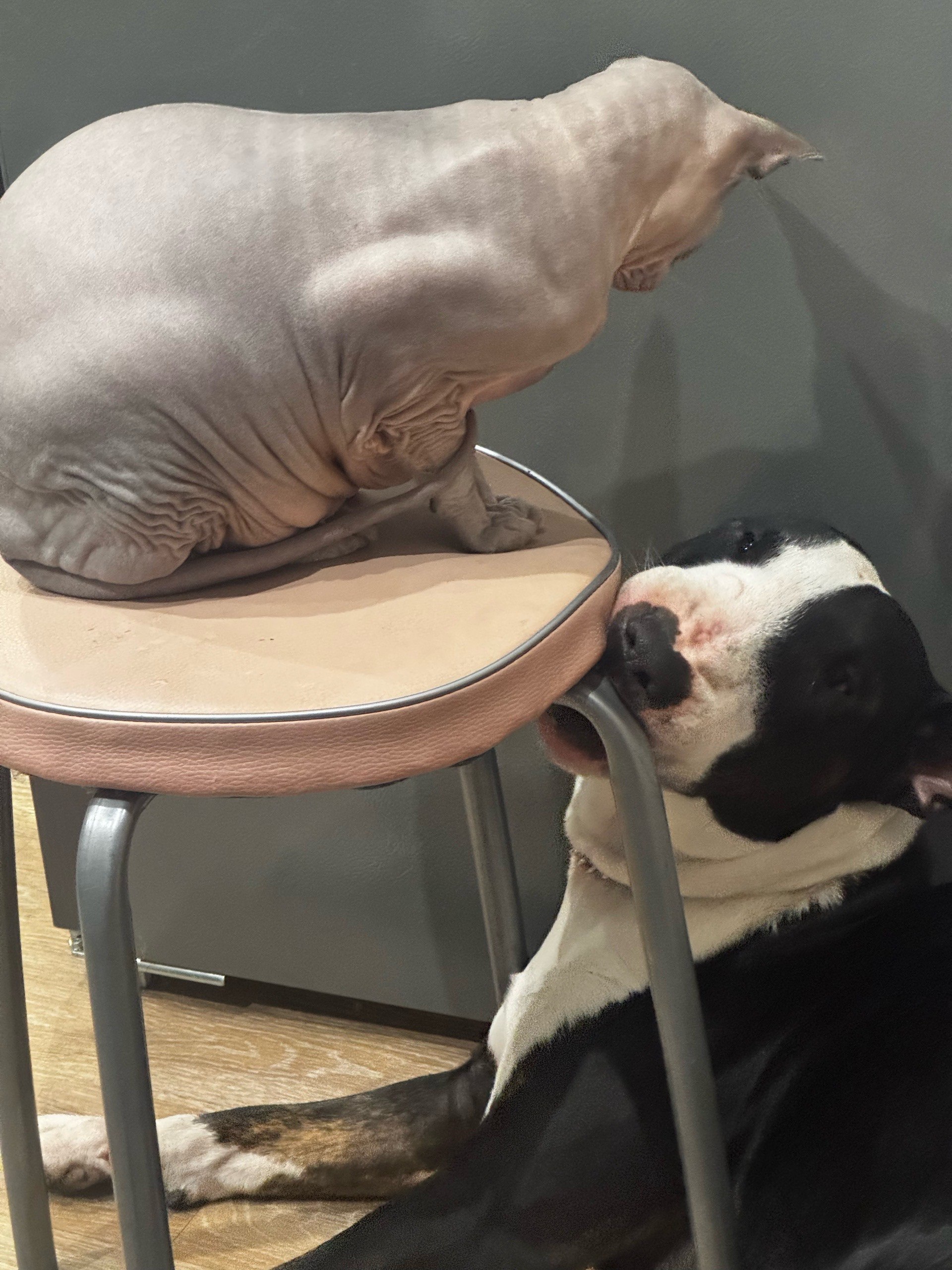 Терапия с усатыми-полосатыми Терапия с усатыми-полосатыми