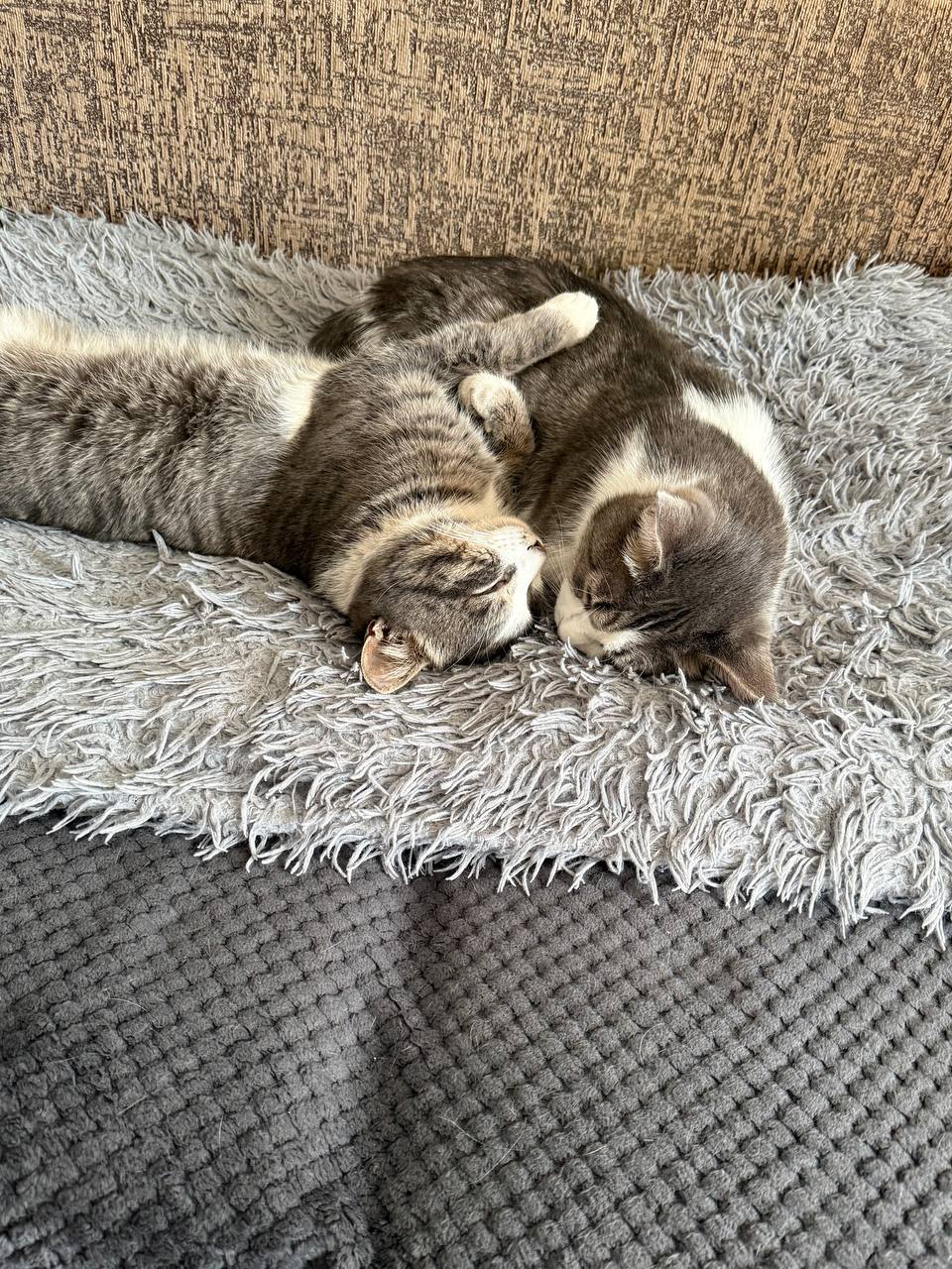 Терапия с усатыми-полосатыми Терапия с усатыми-полосатыми