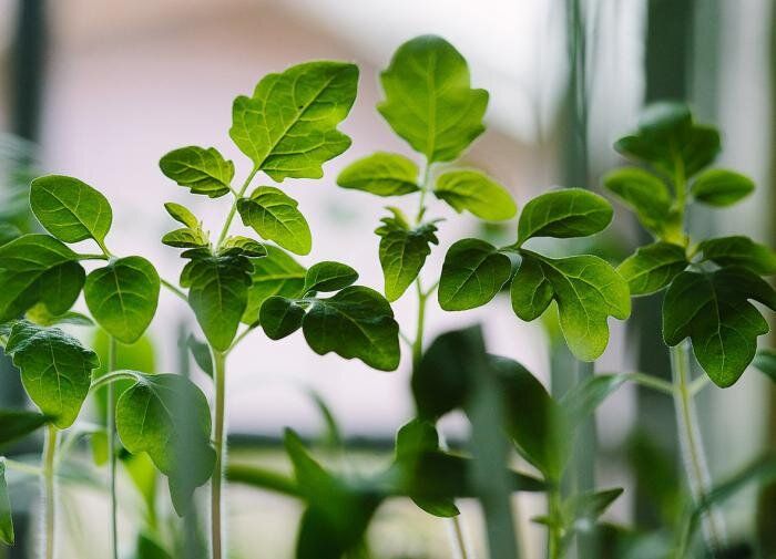 ����������� ������� �������� ������: ������ ��� ��������