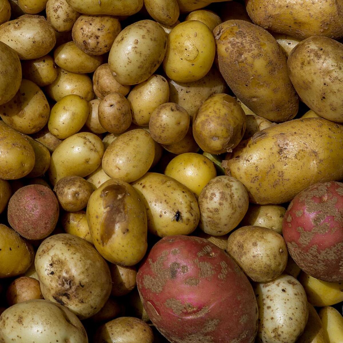 Как выбрать идеальный картофель для ваших грядок