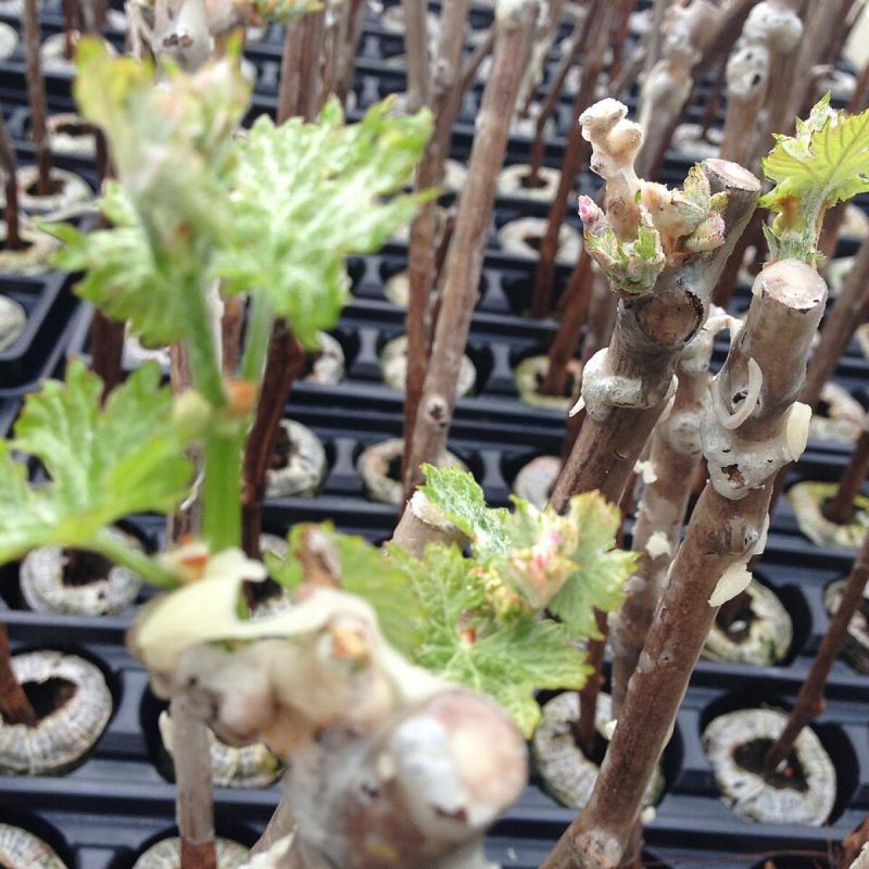 Как размножать виноград зимой: советы и секреты