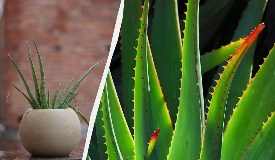 ��� ������ ����: ������� ������ ��� ��������� ��������