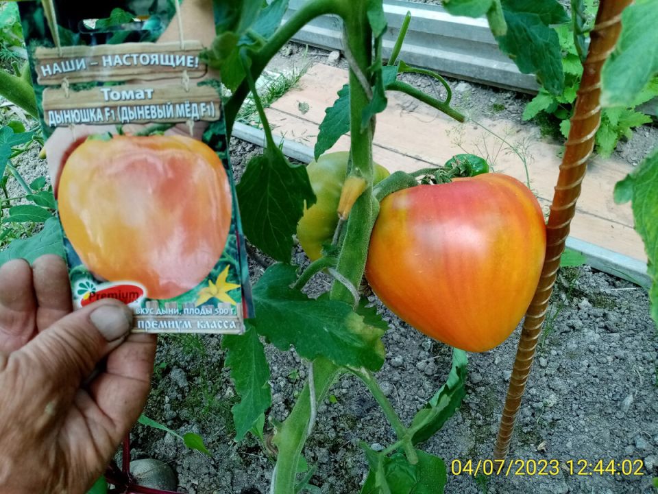 ������ ��� ������ ���������� �� ��������: �������� �� ����������� �����