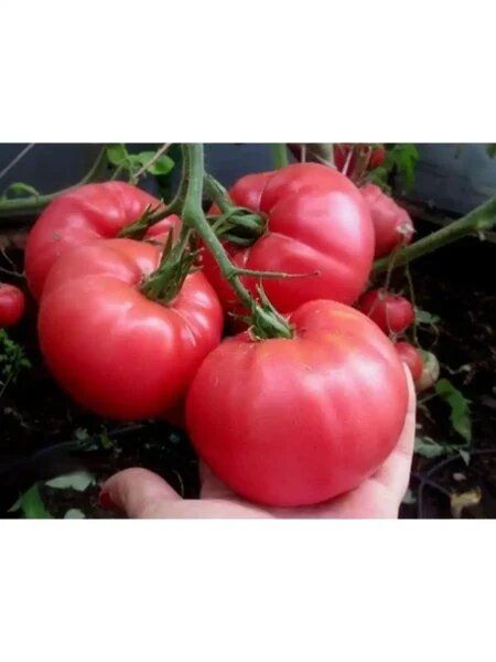 ����� ������� ��������: ������� ����� ���������