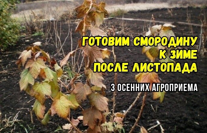 ��� ��������� ��������� � ������ ������: ������ ��������