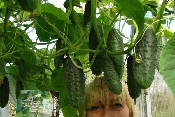 ������ �� ����: ������� ��������� ����������� � ������� ������������