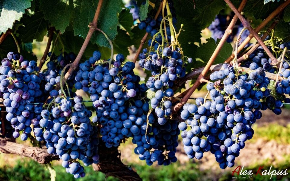 Вино с душой Грузии: Хванчкара, Усахелаури и Твиши в центре внимания