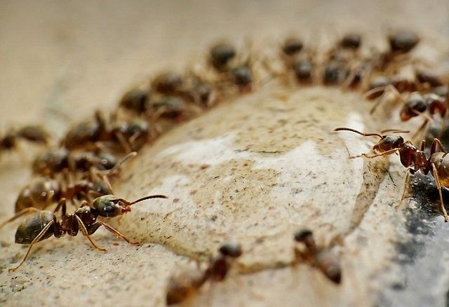 Эффективные способы борьбы с муравьями в вашем доме