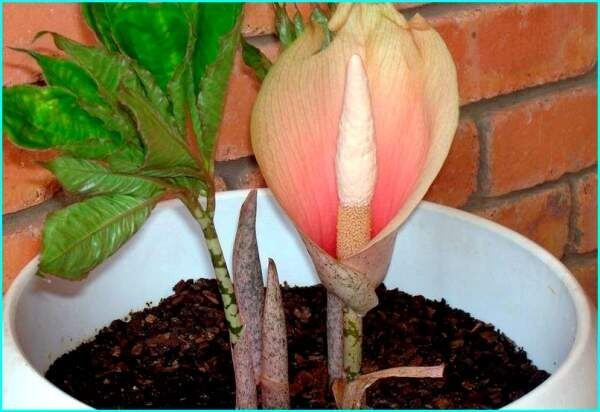 Аморфофаллус: загадки и?? экзотического цветка