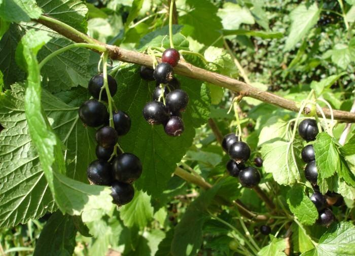 Как продлить жизнь ягодным кустарникам