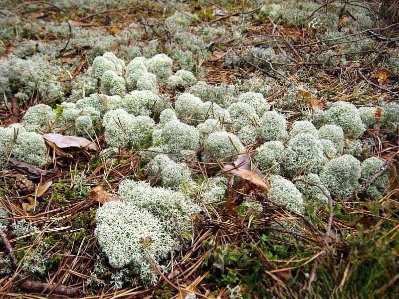 Удивительные напитки, которые стоит попробовать в путешествиях